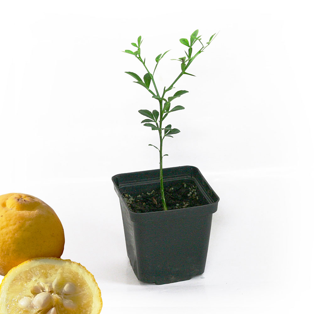 Citrónovníkovec trojlistý - Poncirus trifoliata (vonku rastúci citrus + vhodný aj na živý plot)