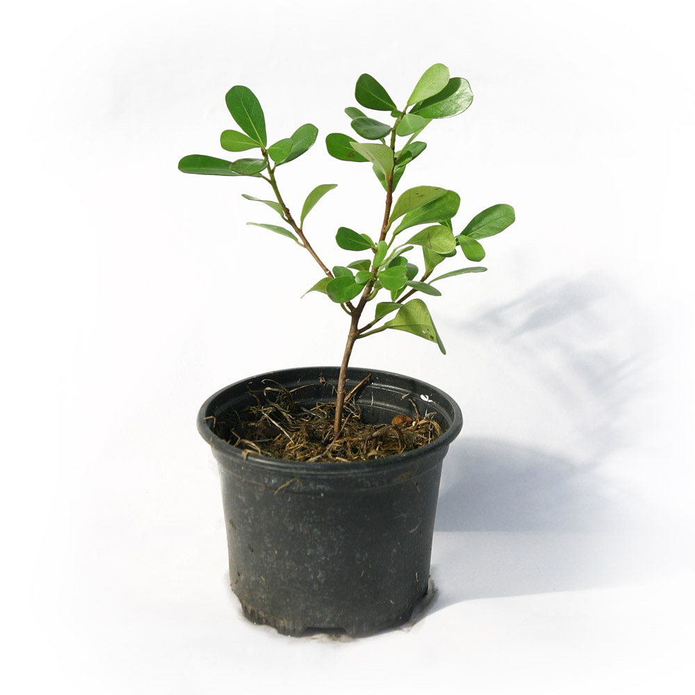 Ficus lingua (Ficus buxifolia) - drobnolistý, vhodný na bytový bonsaj